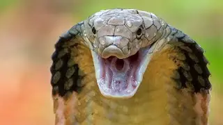 Cobra Snake Close Up