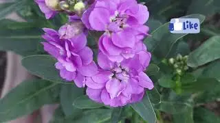 How to grow stocks flower by seeds.