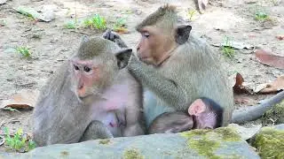 Miya monkey and Dakota monkey, They take time for treatment by body Spa