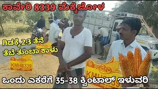 ಒಂದು ಎಕರೆಗೆ 36 ಕ್ವಿಂಟಾಲ್ ಇಳುವರಿ | ಒಂದು ಗಿಡಕ್ಕೆ 2-3 ತೆನೆ | ಕಾವೇರಿ 8339 | ಗೊಂಡಬಾಳ