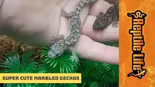 Super Cute Marbled Geckos | Reptile Life Ferntree Gully