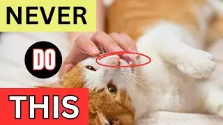 5 Mistakes Cat Owners Make That Hurt Their Bond.
