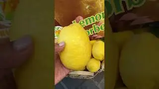 Fresh Jumbo Lemon in italy😍 #subscribe  #travel  #shotst #asmr #fruit  #youtube  #satisfying