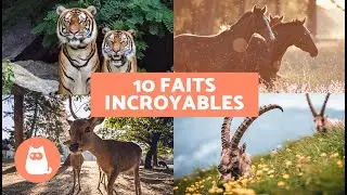 10 CURIOSIT&Eacute;S sur les MAMMIF&Egrave;RES absolument INCROYABLES🐻