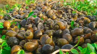 Wow ! A lot snails on the levee - Fisherman's lucky day 