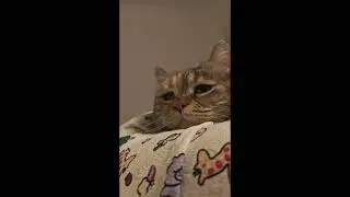 Funny Fat Cats Compilation🤭🤭Purrfectly Hilarious Cat Moments 😹 Trending Cat Memes of August😂