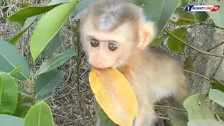 Tiny Monkey Jing Climbs Up A Bush Looking For Food