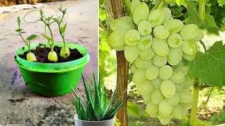 Best Skills how to grow Grape tree from grape fruit in alovera 💯 | simple method  Grow  grape