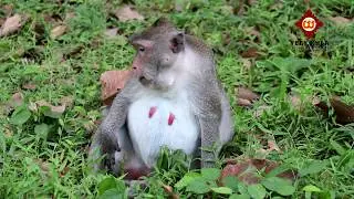 wow! Amazing Monkey group meeting  funny - Amazing monkey eating near Angkor Wat temple