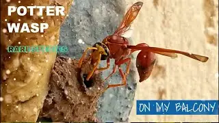 The Nature Quest, A Rare Potter Wasp on My Balcony: The Nature Quest