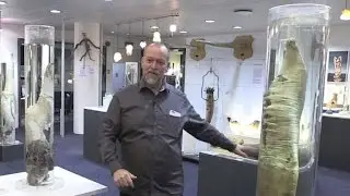 286 Penisse in einem Museum