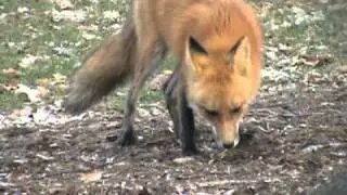 Swiper the Fox Aberdeen Rd, Frankfort, IL 60423