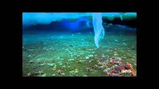 Frozen Planet Underwater Brine Icicle