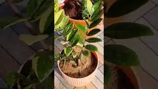 Zz Plant Cleaning 🪴 #shorts #ytshorts #gardening #plantlover #indoorplants #zzplant