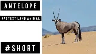 Antelope #shorts #wildtour
