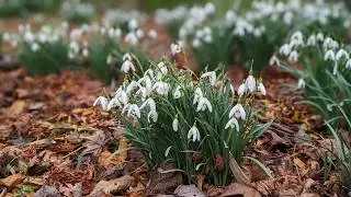 Ende Februar '26 - Fr&uuml;hjahrserwachen?