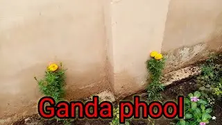 Musam sarma ki paudy 🌳%mom in charsadda pashto daily vlog
