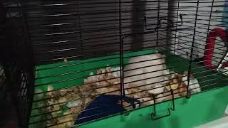 all breeding rats