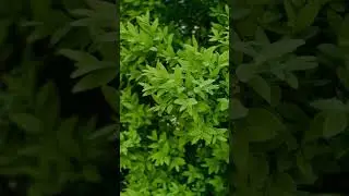 Deep Focus & Meditation Music 🎵 Improve Concentration & Calm 深度專注與冥想音樂🎵 提升專注力，舒緩身心
