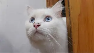 Meet Mr. Milo: The Day Cats Took Over My House