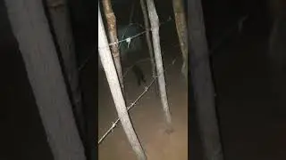 #filhotedegato