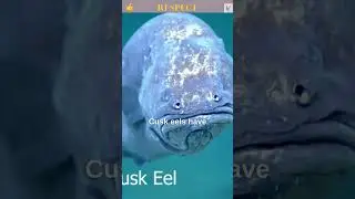 Cusk Eel  Grumpy Looking seen at depth of 5,200 feet