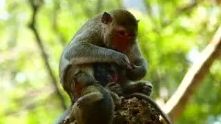 Good Mom Piper Comfort Grooming Her Newborn Baby Monkey