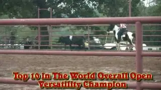 Foxtrotter Stallions - Part 2 - Shaker's Jamaican Pride's World Championship Round