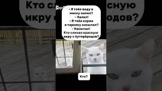 #прикол #юмор #cat