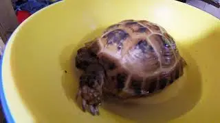 Russian Tortoise