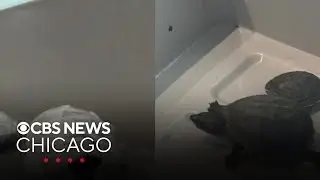 Woman caught smuggling turtles in bra at Miami airport