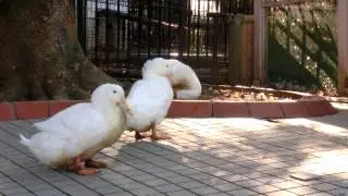 CIMG7582 part あくび