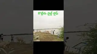 Kolleru wild sanctuary #కొల్లేరు పక్షుల సంరక్షణ కేంద్రం#viralvideo #famousshorts #@priyachandru
