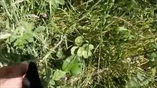 Hemlock Cow Parsley and Hog Weed and Giant Hog or Bog Weed