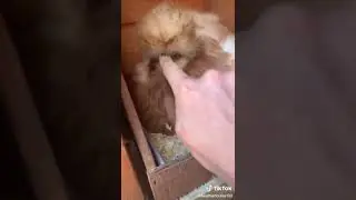 Funny Chicken Videos - Try Not To Laugh - Funny Chicken Shorts