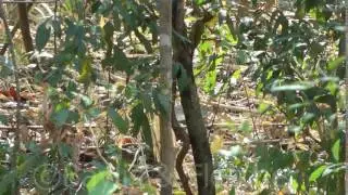 Lesser Yellownape (Picus chlorolophus), Cambodia. 20160309_142626.m2ts