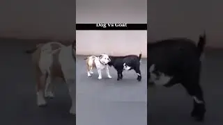Dog vs Goat dangerous fight ll #animals #fight #dangerous #dog #shorts