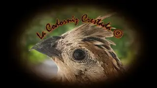 🕊️ Canto de la Codorniz Crestada 🕊️