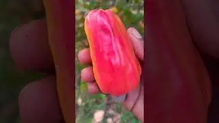 Backyard Harvest Pt. 3: Organic Guava, Mango, Cashew & Watermelon Pick!