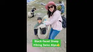 Meet the Black-Faced Sheep of the Swiss Alps #switzerland #zermatt #travel #sheep #swissalps #hiking