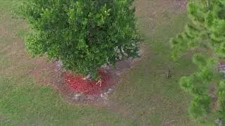 Suseda Park Wildlife Drone Footage