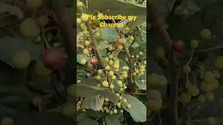 how to care grewia asiatica | grewia asiatica care tips | how to care falsa plant | #shorts