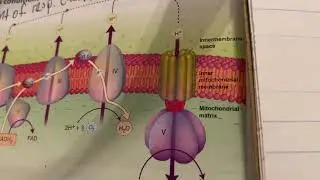 Poisoning Case Study USMLE Step 1 Q and A