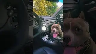 style is everything #w209  #clk #mercedes #blackdolphin #bully #americanbully #dog #style #auto