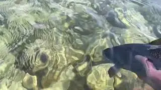 Arctic Grayling Aylmer Lake Lodge 100 Meters From Lodge