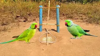 Awesome Quick Bird Trap Using PVC Pipe & Wood