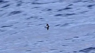 Black bellied Storm-petrel, Lanzarote, North Atlantic, September 2018