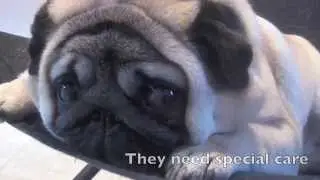 Short Nose Dog Shipping Professionals