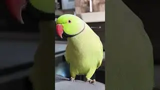 Mummy Papa 💓 #talkingparot #parrot #nonstoptalkingparrot #funny #talkingparrot #mithukibatain #cute