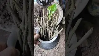 Betel leaf farming | Panhnah chi #organic #shorts #agribusiness